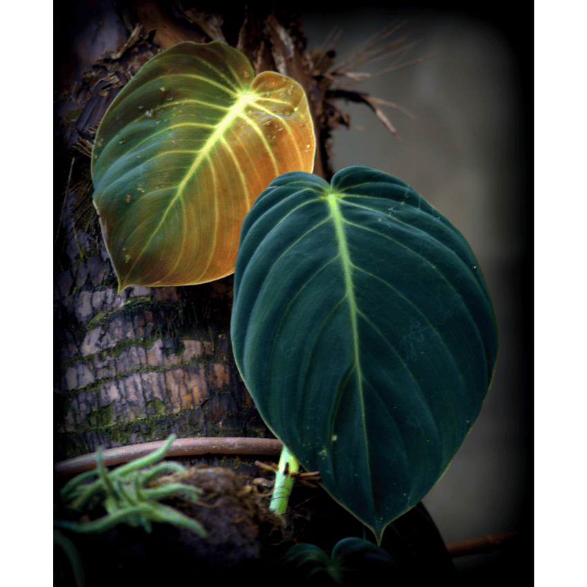 Philodendron Gigas