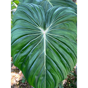 philodendron glorious