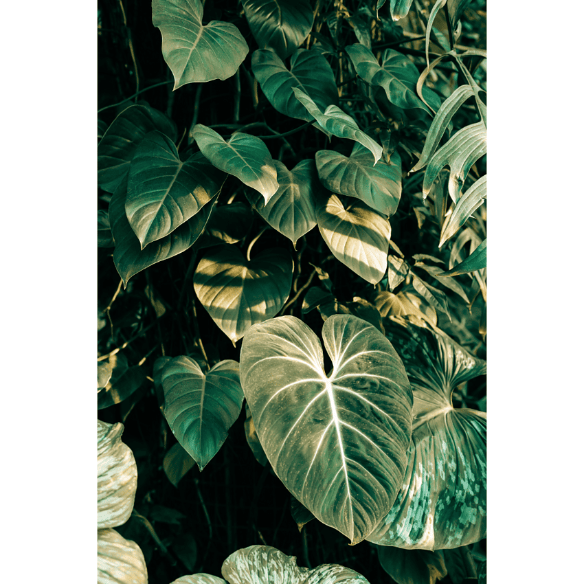 philodendron glorious