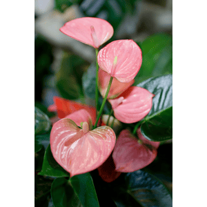 anthurium magnificum