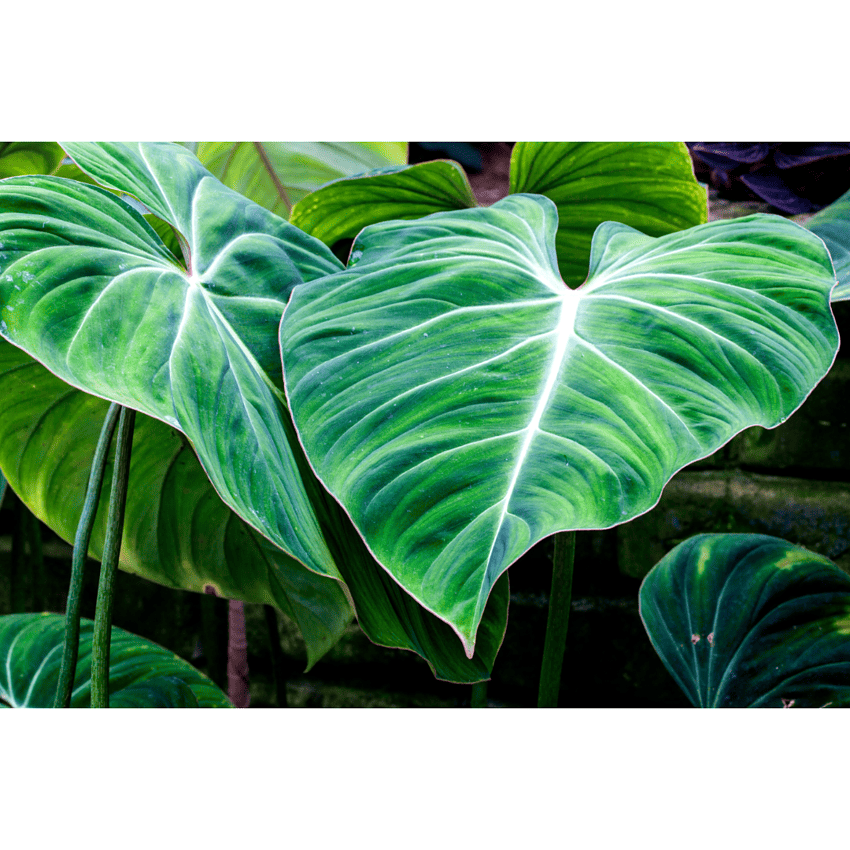 philodendron splendid