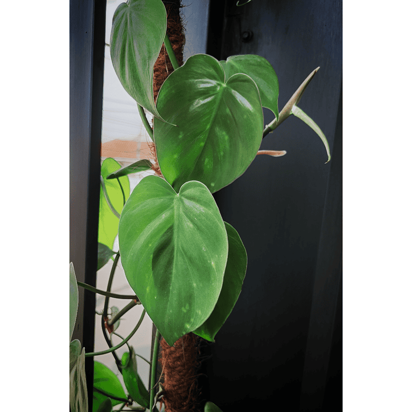 philodendron rugosum