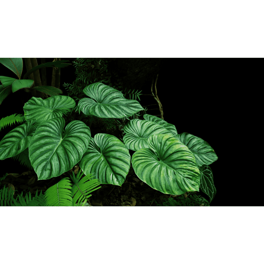 Philodendron Plowmanii