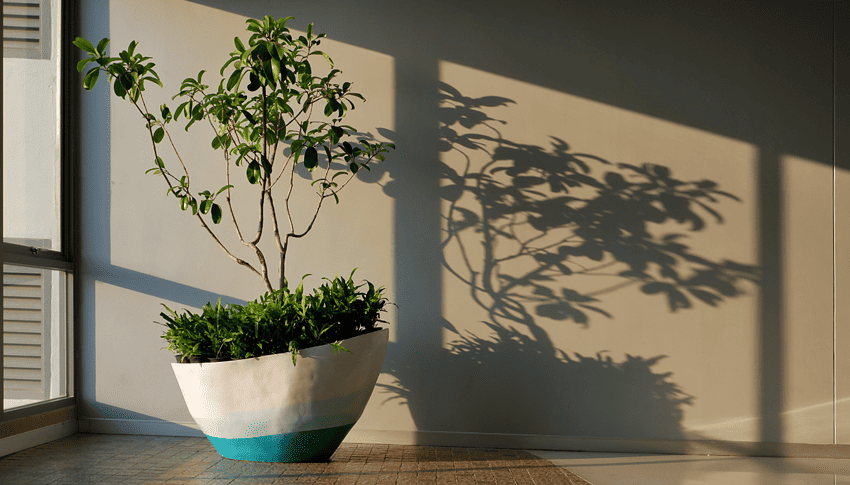 potted plant in low light