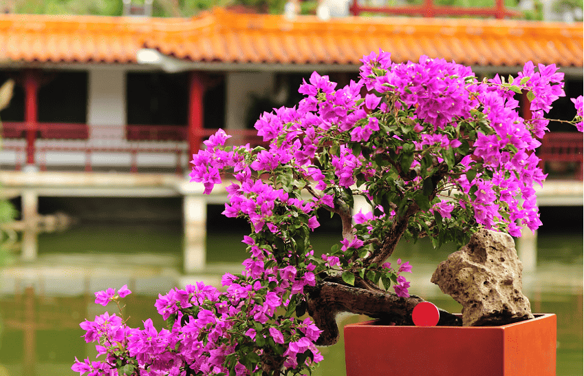 pink bonsai tree