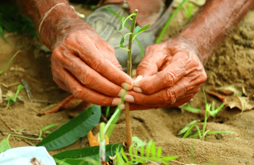 --- Propagating new plants ---