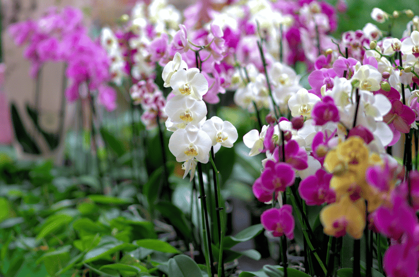 several colorful orchids