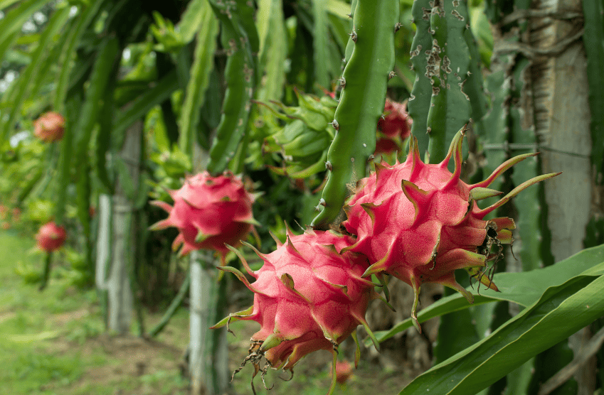 dragon fruit