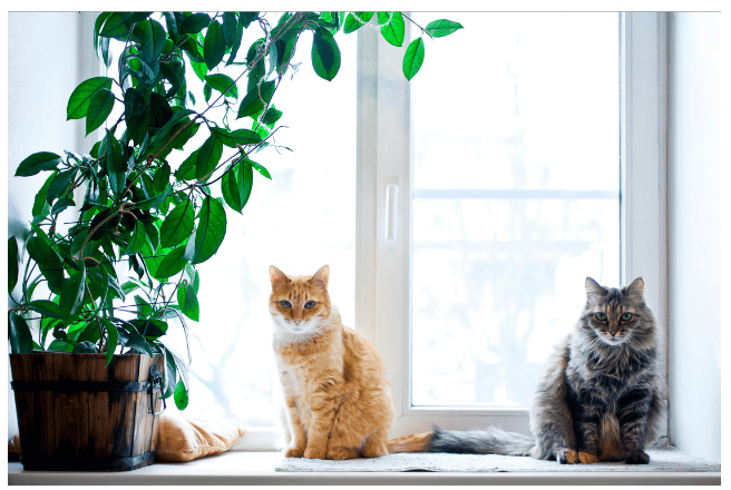 potted plant in window with two cats