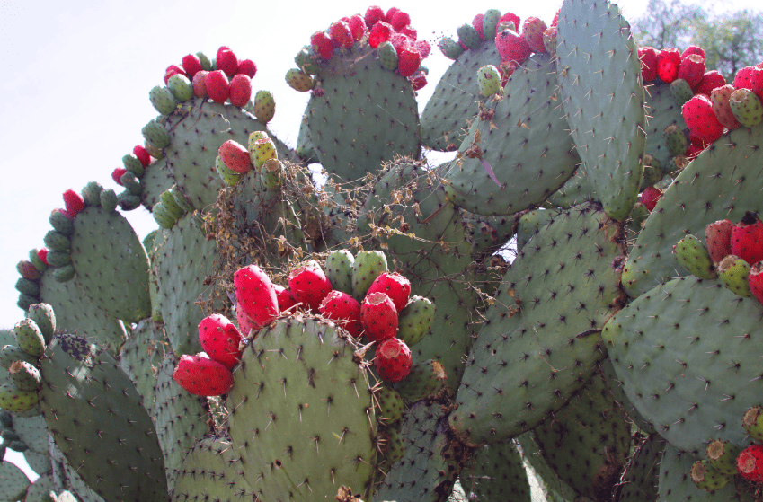 wild cactus with red fruit