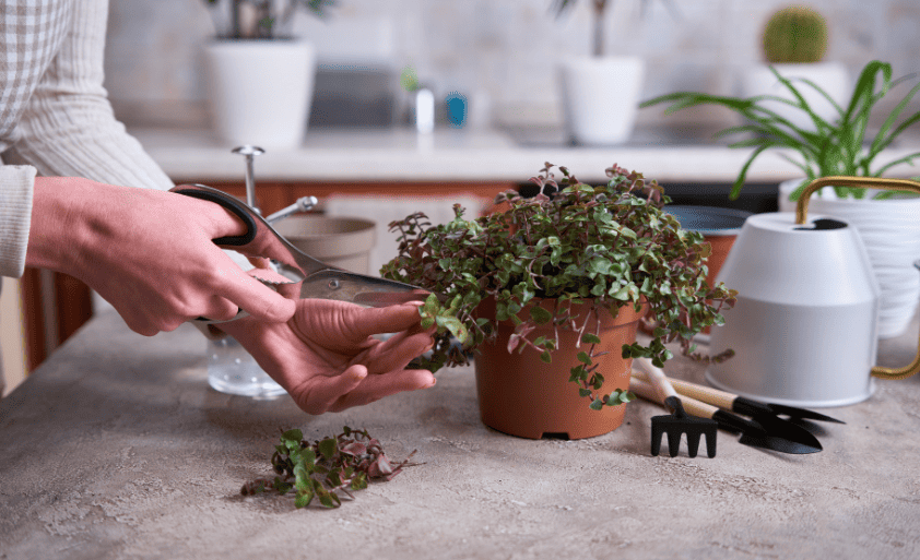 person trimming potted plant