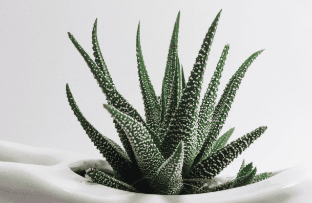 aloe vera