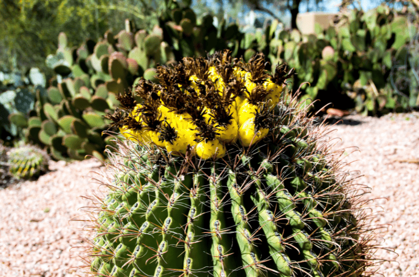 barrel cactus with yellow fruit on top