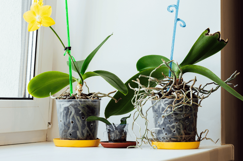 orchids in plastic pots, overgrowing roots